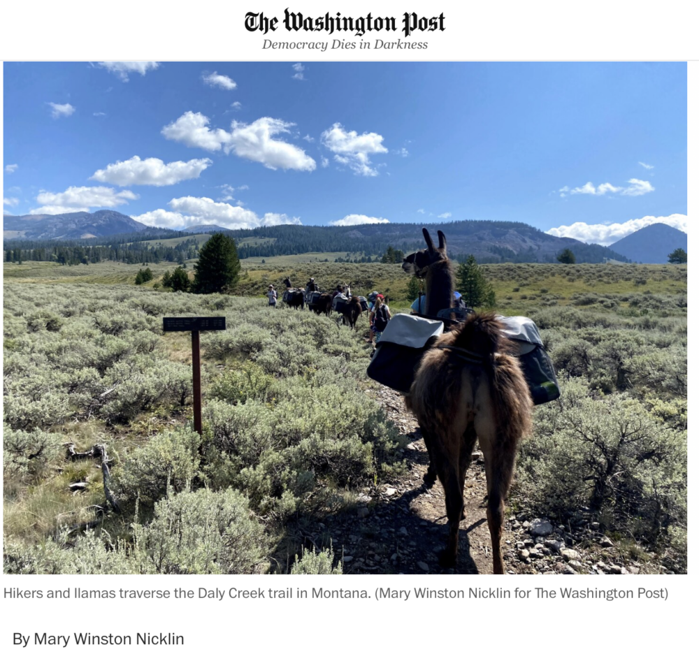 ‘Llama therapy’ in the wilds of Yellowstone National Park